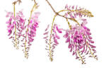 Wisteria floribunda Rosea - Pink flowering Japanese Wisteria